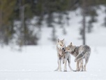 Replay Une année parmi les loups