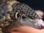 Replay Le Viêtnam au chevet des pangolins - GEO Reportage