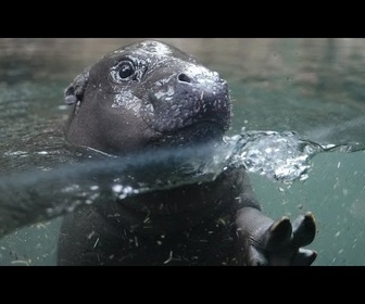 Replay Premiers plongeons en public pour Toni, la petite hippo pygmée star de Berlin