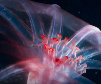 Replay Planète bleue - 21/12/2025