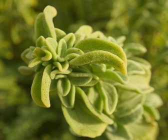 Replay La marjolaine de Chypre - Les sanctuaires d'épices