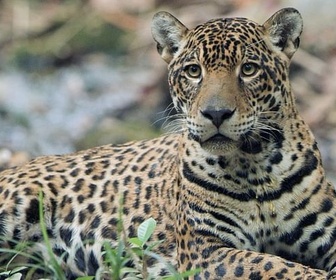 Replay La forêt des jaguars - Guyana