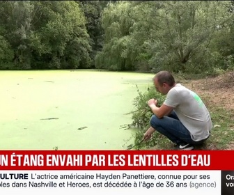 Replay BFM Première - La biodiversité d'un étang du nord menacée par la prolifération rapide de lentilles d'eau