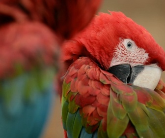 Replay Zoo: Le défi de demain - S1E2 - Animaux en danger