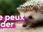 Replay Top Info - 73% d'animaux sauvages en moins depuis 50 ans : on s'auto-détruit ?