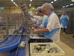 Replay 27 pays et autant de préoccupations - Portugal : la renaissance de la pêche à la sardine