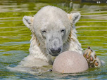 Replay Des zoos nouvelle génération - 27/07/2026