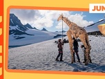 Replay Une girafe sur la neige - ARTE Journal Junior