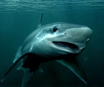 Replay 42 - La réponse à presque tout - Et si les requins disparaissaient ?