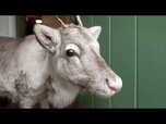 Replay Le renne Lars, élevé à la main au Royaume-Uni, rejoint le troupeau et se prépare pour Noël