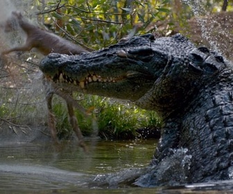 Replay Sur les traces du Crocodile de Mer - Les prédateurs de la Grande Barrière de corail