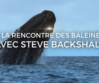 A la rencontre des baleines avec Steve Backshall replay