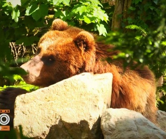 Replay Une saison au zoo - S14 E55