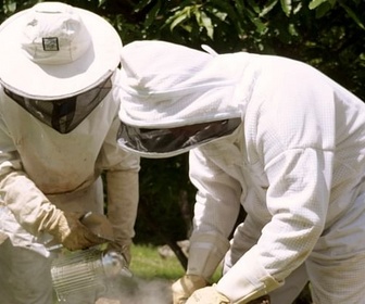 Replay France, le berger des abeilles - Les maîtres des abeilles