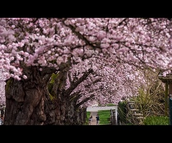 Replay Les cerisiers en fleurs apportent un air de printemps à Munich et au nord de l'Italie