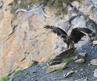 Replay Le gypaète barbu - Les animaux sauvages d'Europe