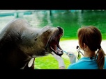 Replay Au zoo hongrois, un phoque se fait brosser les dents