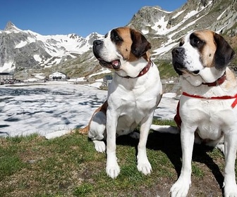 Replay Saint-Bernard et ses chiens - GEO Reportage