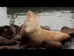 Replay L'otarie géante Chonkers attire la foule à San Francisco