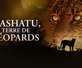 Replay Mashatu, terre de léopards
