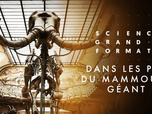 Replay Science grand format - Dans les pas du mammouth géant