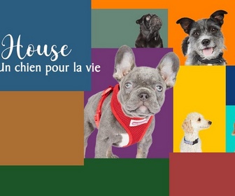 Replay Dog house : un chien pour la vie - S4 E3 - Quand Harry rencontre Terry