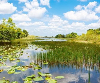 Replay Les marais des Everglades