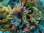 Replay L'avenir de la Grande Barrière de corail