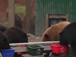 Replay ARTE JUNIOR Le magazine - Canada : cohabiter avec les ours
