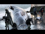 Replay Islande : expulsion et interdiction de retour pour 21 militants anti-chasse à la baleine