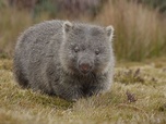 Replay Au royaume des wombats - La Tasmanie sauvage