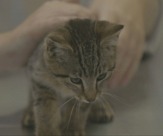 Replay Chiens et chats sans collier - Deuxièmes chances