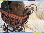 Replay Le grand bêtisier des chats - 08/08/2025