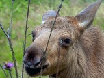 Replay L'élan - Les animaux sauvages d'Europe