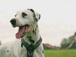 Replay Chiens et chats sans collier - Une seconde chance