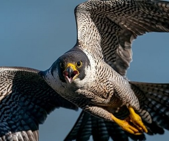 Replay Des volatiles et des hommes - Les oiseaux