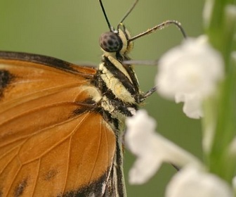 Replay Florilège - Les papillons !!! Ces super-héros de la nature