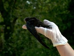 Replay Urgence climatique : un défi mondial - Les oiseaux, victimes oubliées des canicules
