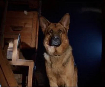 Replay Rex, chien flic - Le premier prix