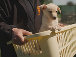 Replay Chiens et chats sans collier - Des caractères bien trempés