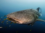 Replay Le long voyage d'un requin-baleine