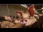 Replay Un foyer de peste porcine identifié en Croatie