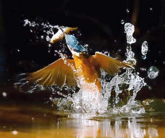 Replay L'invisible poésie de la nature