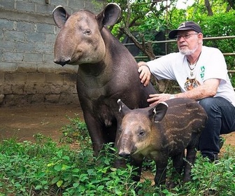 Replay Le tapir, jardinier des forêts tropicales - GEO Reportage