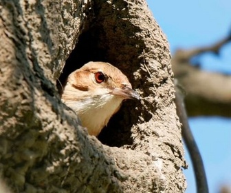 Replay Des foyers sur mesure - Constructions animales