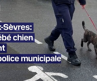 Replay TANGUY DE BFM - Un bébé chien (très mignon) rejoint une police municipale
