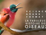 Replay La fabuleuse histoire des oiseaux, des dinosaures parmi nous