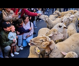 Replay Des milliers de moutons envahissent les rues de Madrid pour le festival de la transhumance