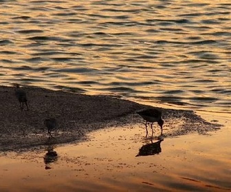 Replay ARTE Journal Junior - Malte, paradis des oiseaux migrateurs ?