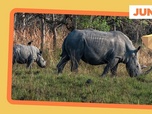 Replay Retour des rhinocéros en Ouganda - ARTE Journal Junior de mardi